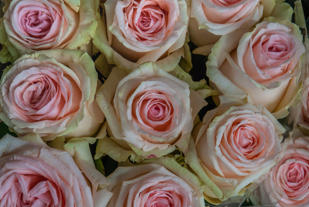 primer plano de rosas rosadas en el mercado
. - Foto, Imagen