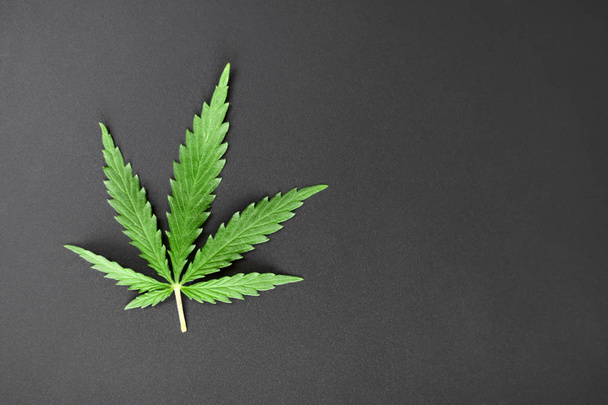 Green leaf of cannabis on a dark background. Marijuana with copy - Photo, image