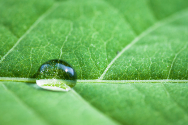 Leaf with water drops. - Φωτογραφία, εικόνα
