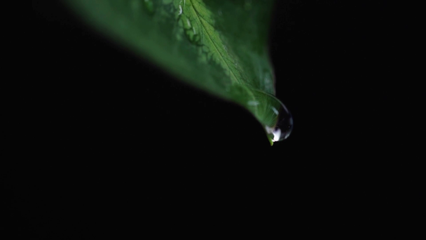 Rack focus van groen vers blad met dauw en druppel vallen geïsoleerd op zwart  - Video