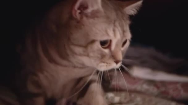 Woman caresses her scottish cat lying on the bed - Кадри, відео