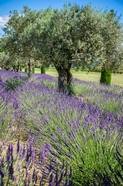 lavanda Raw in Provence, francia
 - Foto, Imagen
