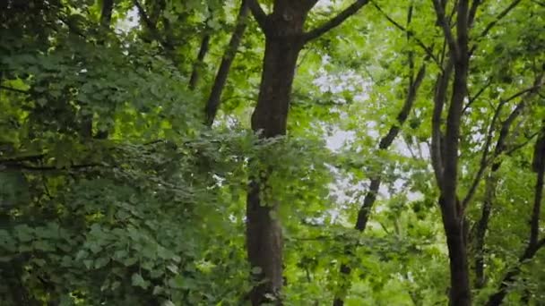 Groene takken van bomen in het stadspark in de zomer. - Video
