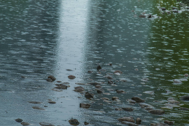 Vesipisarat putoavat joen pinnalle sateen aikana
. - Valokuva, kuva