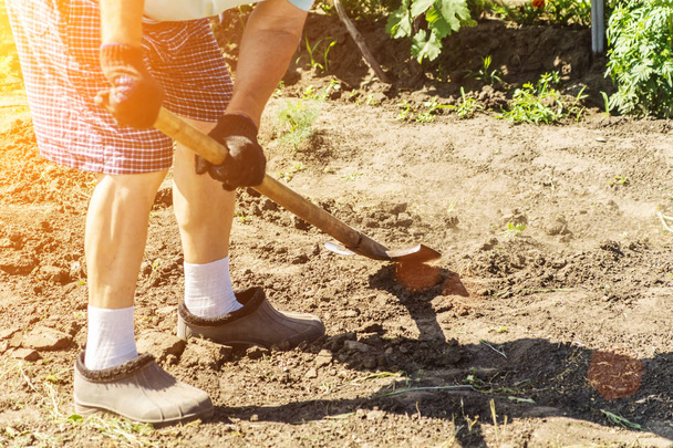 Senior farmer in rubber boots digging in the garden with spade. A spade in the act of digging into the soil. Working hands digging old lawn. Agriculture concept - Photo, Image