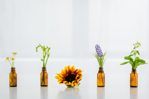 Sonnenblume, Kamille, Freesie, Salvia und Hyazinthenblüten in Glasflaschen auf weißem Hintergrund - Foto, Bild
