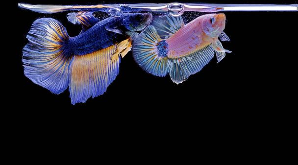Peixe de combate siamês, Betta splendens, peixe azul, fundo borrado, Halfmoon Betta
. - Foto, Imagem