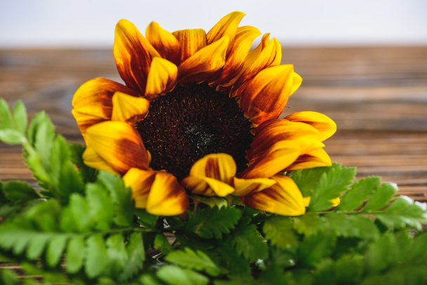 helle Sonnenblumen und grüne Farnblätter auf hölzerner Oberfläche  - Foto, Bild