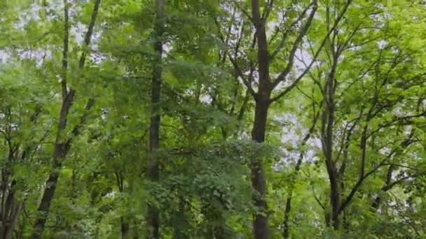 Groene takken van bomen in het stadspark in de zomer. - Video