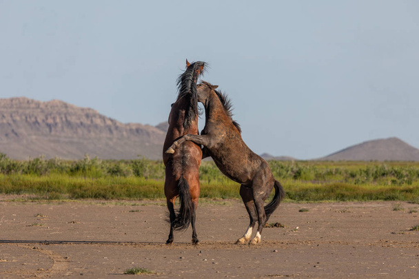 Пара диких жеребцов, сражающихся в пустыне Юта весной - Фото, изображение