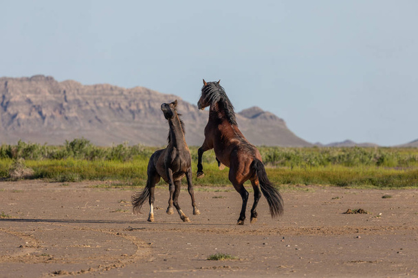 une paire d'étalons de chevaux sauvages combattant dans le désert de l'Utah au printemps - Photo, image