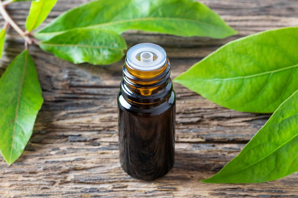 Una botella de aceite esencial de laurel con hojas de laurel frescas
 - Foto, imagen
