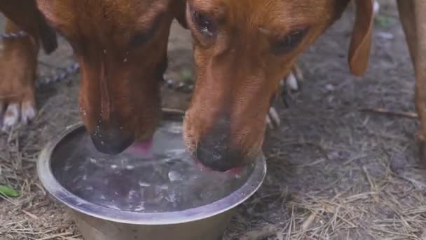 Hunting hounds dogs drink water. Rest after the hunt. after field training - Кадри, відео