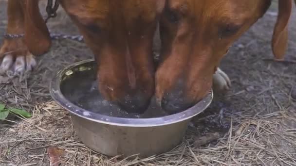 Jagdhunde trinken Wasser. Ruhe nach der Jagd. nach dem Feldtraining - Filmmaterial, Video