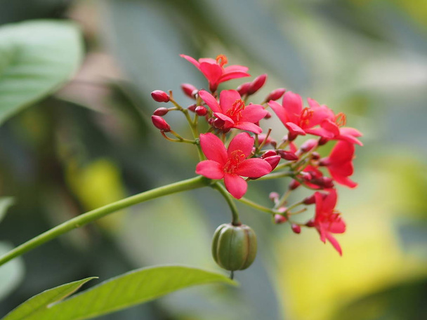 Rote Blume im unscharfen Hintergrund der Natur - Foto, Bild
