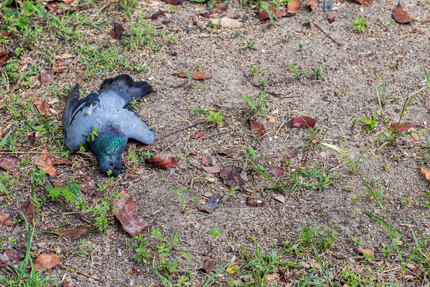 Remains of poor black bird, Plague of bird, Avian Influenza type A H5N1, Plague from Poultry - Zdjęcie, obraz