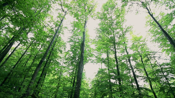Lange bomen in een bos vanuit de lage hoek weergave - Video