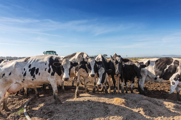 Vache laitière de la race Holstein Friesian, pâturage sur le champ
. - Photo, image