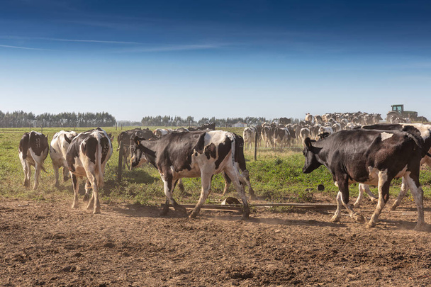 Groupe de Holstein race frésienne courir sur l'herbe verte. Avec tracteur en arrière-plan
. - Photo, image