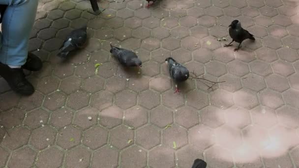 Family feeds pigeons at the park bench. - Footage, Video