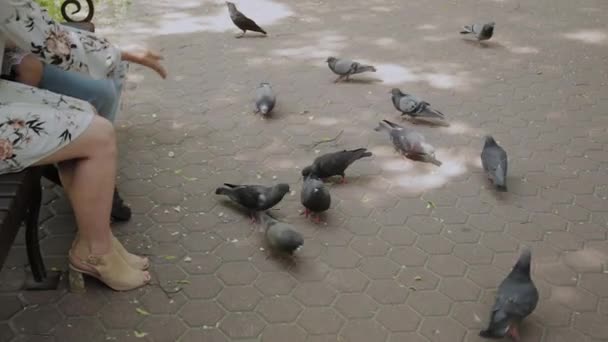 Familie voedt duiven op de Bank van het Park. - Video