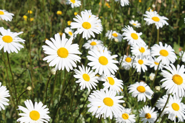 many marguerites in the garden - Photo, Image