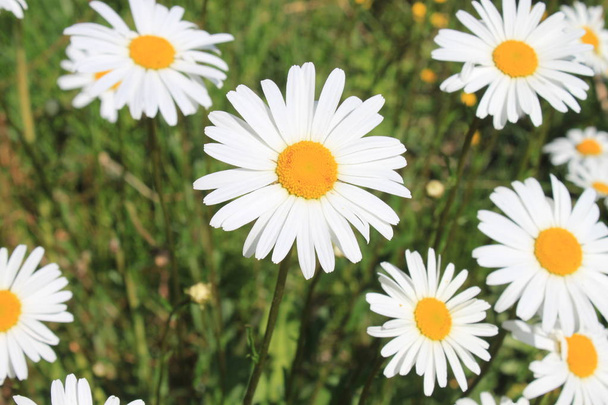 many marguerites in the garden - Photo, Image