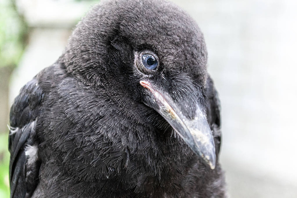 Black young blue eyed Rook bird (Corvus frugilegus) close-up on  - Photo, Image
