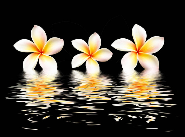 beautiful flower  with reflection on water surface - Photo, Image
