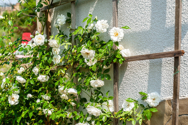 großer Strauch blühender weißer Rosen auf hölzernen Stützen in der Nähe des Landes  - Foto, Bild