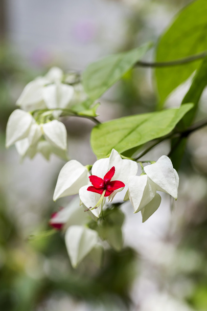 Clerodendrum thomsoniae flowers, closeup - Photo, Image