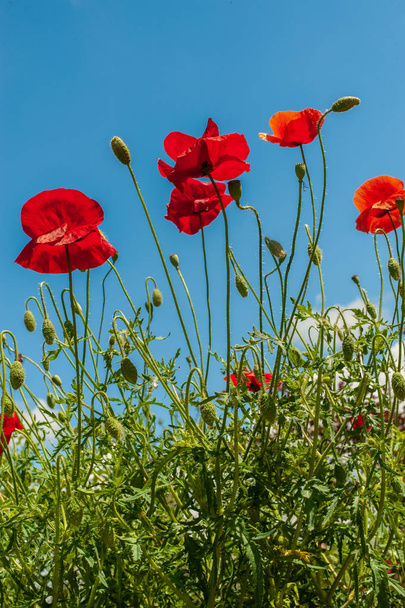 Кілька червоних яскравих простих макових квітів під яскраво-блакитним небом, ver
 - Фото, зображення