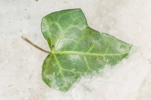 Семенной тополь и листья плюща из семян тополя
 - Фото, изображение