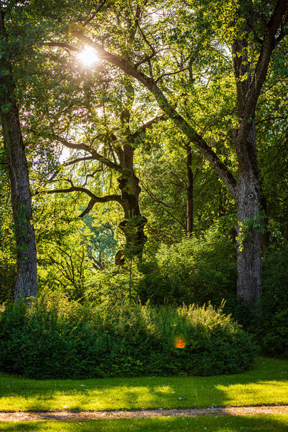 tree trunks in sunny summer forest - Photo, Image