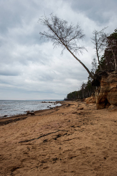 白い砂浜、大きな岩や古い木と孤独な空の海のビーチ - 写真・画像