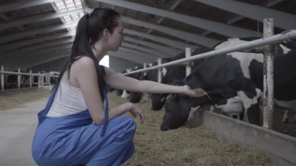 Young positive female worker on the cow farm trying to feed the mammal by hand. The agriculture industry, farming and animal husbandry concept - Materiał filmowy, wideo