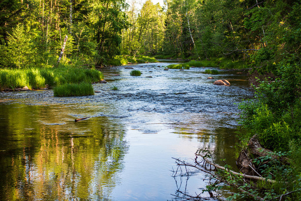 kaunis metsä joki Latviassa kesällä
 - Valokuva, kuva