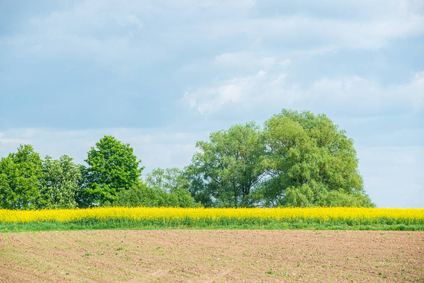 rapeseed bloominf yellow fields in spring under blue sky in suns - Fotografie, Obrázek