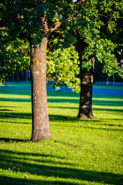стовбури дерев у сонячному літньому лісі
 - Фото, зображення
