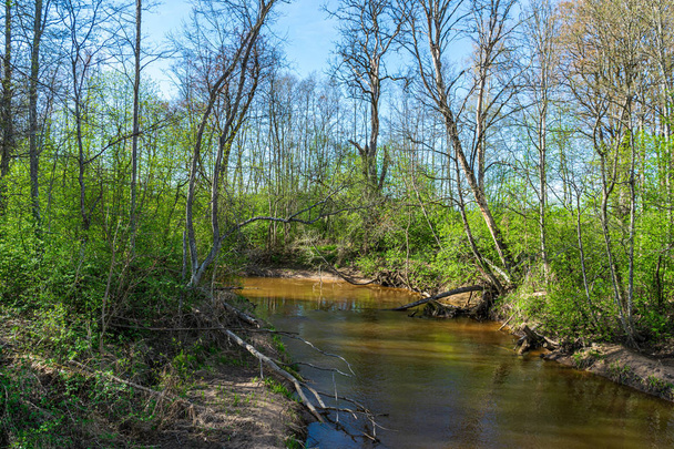 rauhallinen metsä joki piilossa puun oksat
 - Valokuva, kuva