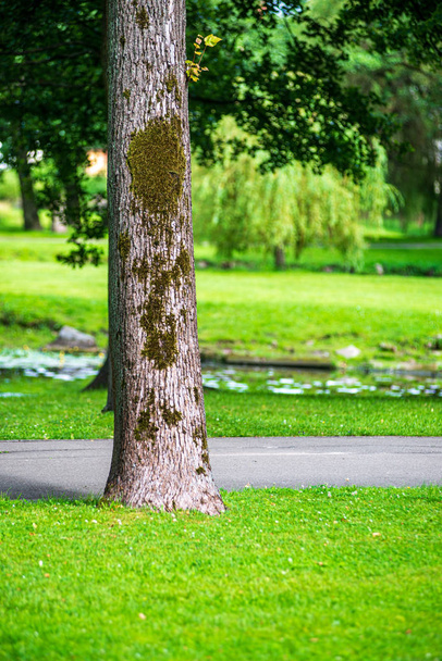ξηρό παλιό κορμό δέντρου ποδοκιβώτιο στη φύση - Φωτογραφία, εικόνα