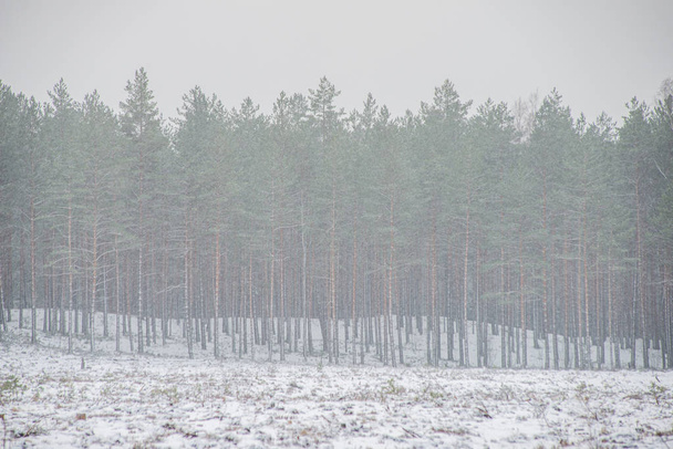 Kış aylarında güneşli günde Frost karlı orman ağaçları - Fotoğraf, Görsel