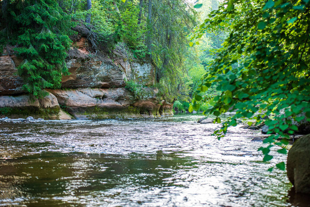 kaunis metsä joki Latviassa kesällä
 - Valokuva, kuva
