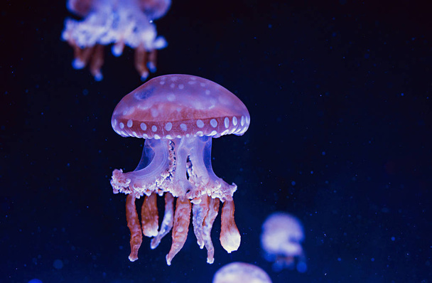 удивительные космические гипнотические красочные мраморные медузы под водой в аквариуме на темном фоне
  - Фото, изображение