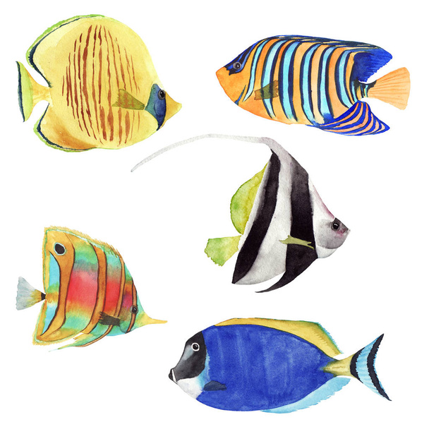 and drawn watercolor illustration set of colorful bright tropical fish - 写真・画像