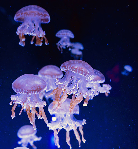 amazing cosmic hypnotic colorful marble jellyfishes underwater in aquarium on dark background  - Фото, зображення