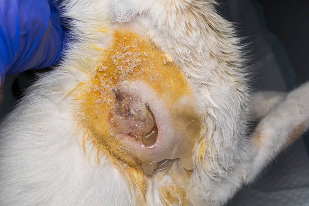 reazione avversa antibiotica nel gatto
 - Foto, immagini