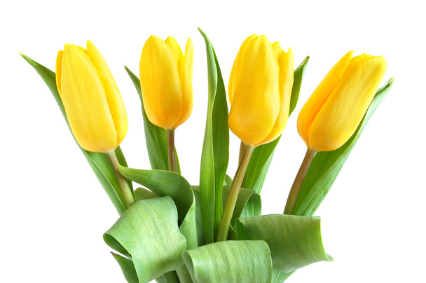 Yellow tulips - Valokuva, kuva
