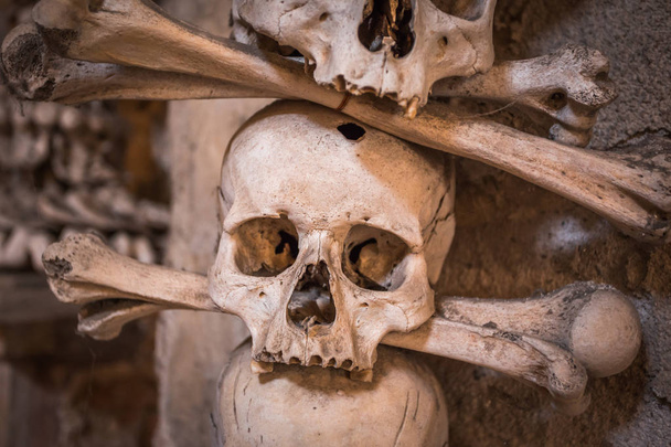 壁に頭蓋骨と骨、怖いコンセプト、本物の人間の頭蓋骨. - 写真・画像