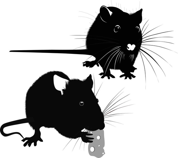 potkan-zvířecí vektor izolovaný na bílém pozadí - Vektor, obrázek